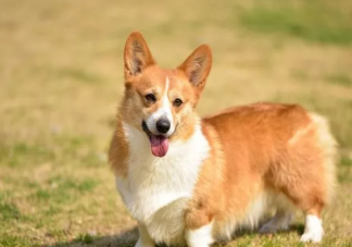 怎么養柯基可以讓屁股長圓  養柯基有哪些優缺點