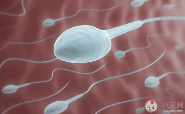 精子在體外會導致懷孕嗎 女性體外懷孕的幾率大嗎 精子在體外會導致懷孕嗎 女性體外懷孕的幾率大嗎