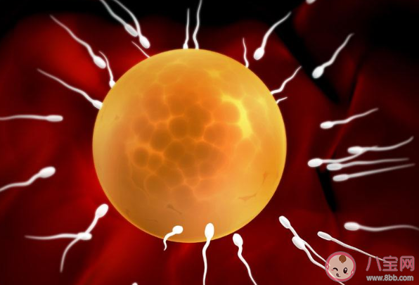 精子在體外會導致懷孕嗎 女性體外懷孕的幾率大嗎 精子在體外會導致懷孕嗎 女性體外懷孕的幾率大嗎