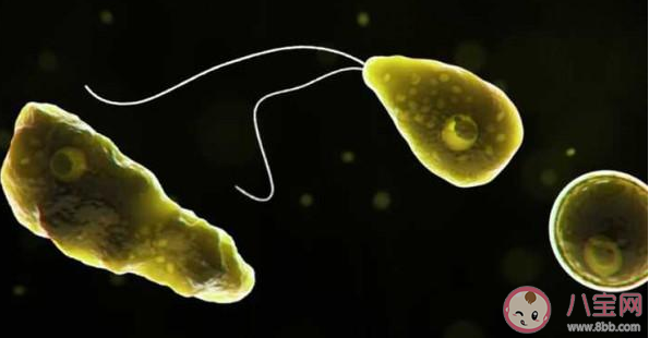 食腦蟲是什么 食腦蟲生長在什么地方 食腦蟲是什么 食腦蟲生長在什么地方