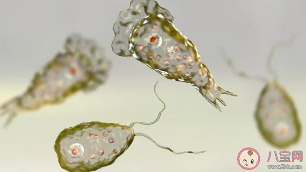 食腦蟲有多可怕 食腦蟲致死率有多高 食腦蟲有多可怕 食腦蟲致死率有多高