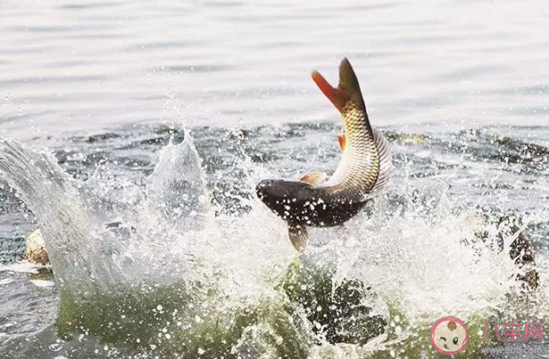 使用花露水釣魚什么季節(jié)效果好 花露水為什么能誘魚