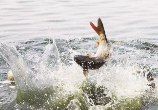 使用花露水釣魚什么季節效果好 花露水為什么能誘魚