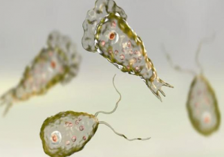 食腦蟲有多可怕 食腦蟲致死率有多高