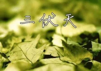 2020三伏天如何養生 三伏天養生注意事項