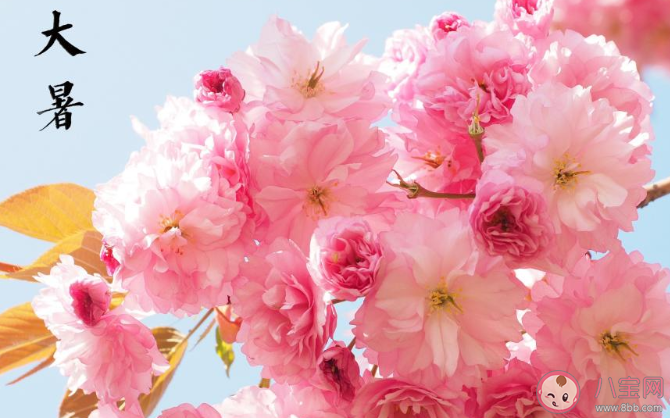 2020大暑早安心語圖片問候語句子 2020大暑節氣早安的說說祝福語