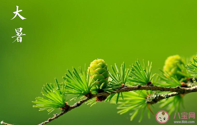 2020大暑早安心語圖片問候語句子 2020大暑節氣早安的說說祝福語
