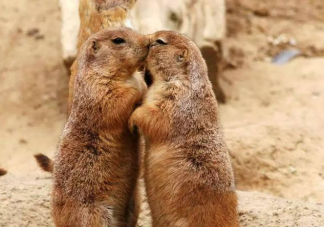 得了鼠疫有哪些癥狀 怎么做好鼠疫個人防護