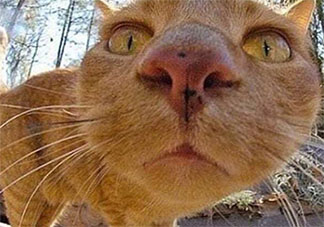 有哪些沙雕又可愛的自動回復句子 可愛沙雕的自動回復句子大全