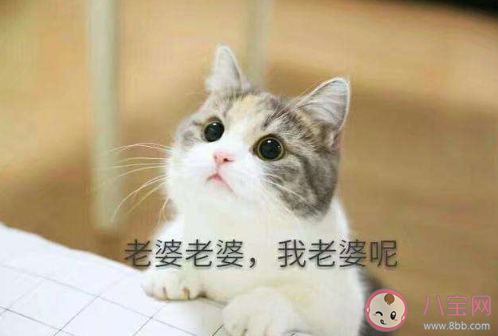 2020可愛優秀的彩虹屁文案大全 2020可愛夸人的彩虹屁說說句子