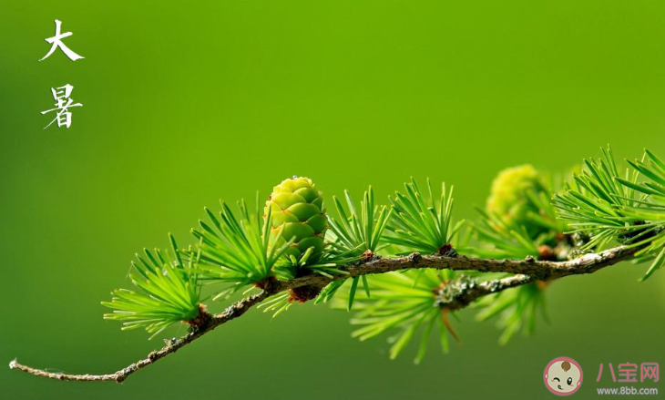 2020大暑節(jié)氣吃什么才養(yǎng)生 2020大暑節(jié)氣飲食該怎么安排