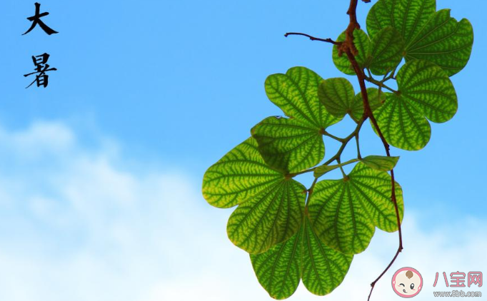 2020大暑節(jié)氣吃什么才養(yǎng)生 2020大暑節(jié)氣飲食該怎么安排