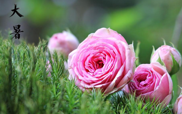 2020大暑節氣吃什么蔬菜 大暑節氣時令蔬菜有哪些