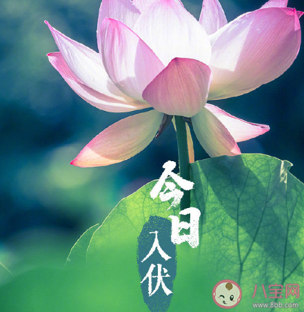 今日入伏早安句子帶圖片 入伏注意養生的問候語 今日入伏早安句子帶圖片 入伏注意養生的問候語