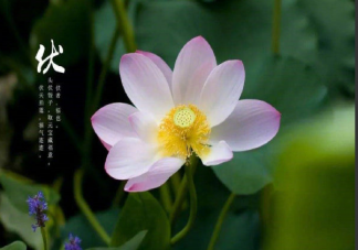 今日入伏心情說說句子 今日入伏帶字圖片大全