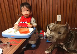 狗挑食怎么做才能改過來呢 狗狗挑食不吃狗糧怎么辦