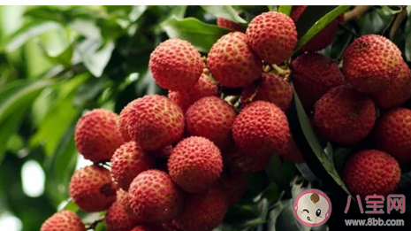 大暑為什么要吃荔枝 喝暑羊有什么好處