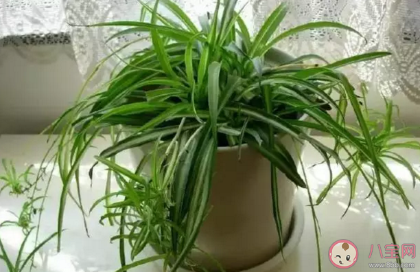 花盆底洞用什么堵不漏土還排水好 花盆底下都有洞嗎