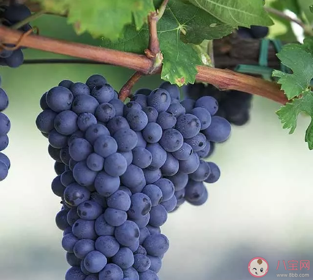 孕婦吃葡萄有哪些好處 孕婦吃葡萄要注意什么