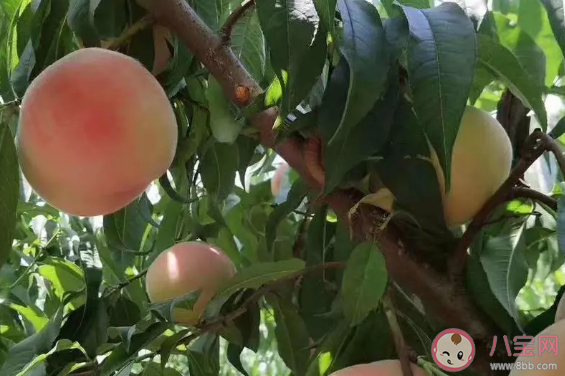 什么東西可以去桃子毛 桃子毛過敏怎么處理