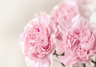 花店買的康乃馨能不能拿到家就換盆  買回來的康乃馨盆栽怎么養