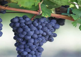 孕婦吃葡萄有哪些好處 孕婦吃葡萄要注意什么