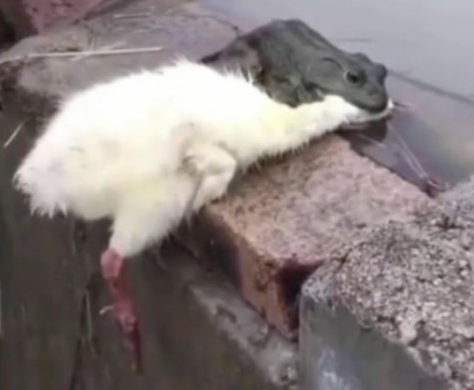 小天鵝今晚有空嗎是什么意思什么梗 小天鵝今晚有空嗎表情包圖片大全