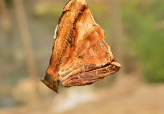 腌的臘魚一年了還可以吃嗎 臘魚怎么保存