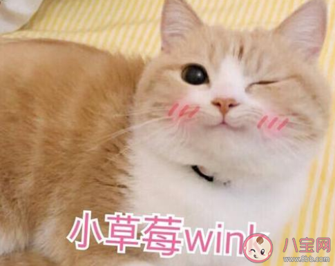 直球撩人是什么梗 直球撩人梗的出處是什么