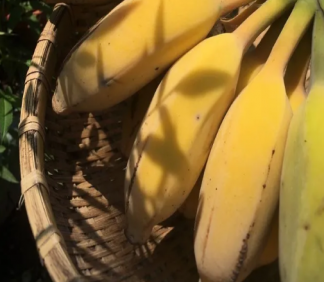 蘋果蕉和香蕉營養有什么區別 蘋果蕉有什么營養