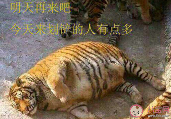 滑鏟殺老虎是什么意思什么梗 滑鏟殺老虎梗的來源出處介紹