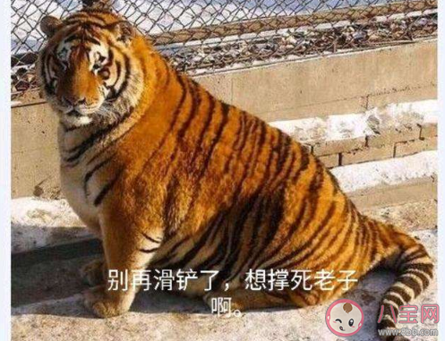 滑鏟殺老虎是什么意思什么梗 滑鏟殺老虎梗的來源出處介紹