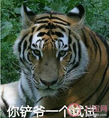 滑鏟殺老虎是什么意思什么梗 滑鏟殺老虎梗的來源出處介紹