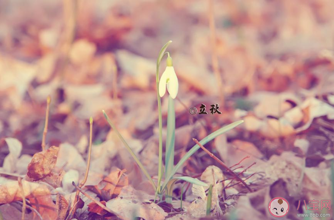 2020立秋圖片一句話發(fā)朋友圈文案 2020立秋圖片美好朋友圈說說 2020立秋圖片一句話發(fā)朋友圈文案 2020立秋圖片美好朋友圈說說