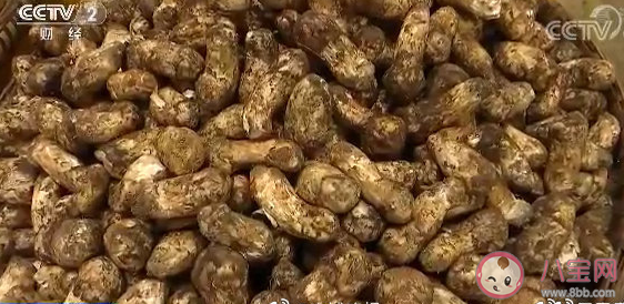 關(guān)于吃野生菌發(fā)朋友圈說說 吃到菌子經(jīng)典幽默句子