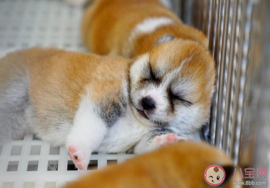 關于總是睡不醒的朋友圈搞笑說說 表達自己睡不醒幽默搞笑說說