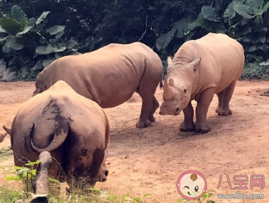 孩子第一次去動物園的心情說說 帶孩子逛動物園后的說說句子