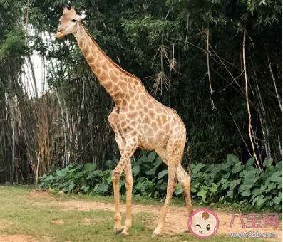 孩子第一次去動物園的心情說說 帶孩子逛動物園后的說說句子