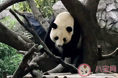 孩子第一次去動物園的心情說說 帶孩子逛動物園后的說說句子