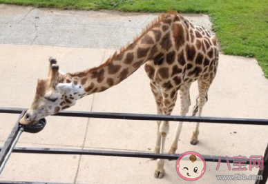 陪孩子去動(dòng)物園玩發(fā)朋友圈說(shuō)說(shuō) 陪孩子逛動(dòng)物園的感受說(shuō)說(shuō)