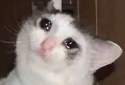 毛曉彤流淚貓貓頭怎么回事 流淚貓貓頭表情包圖片