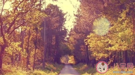 浙江滿分作文《生活在樹上》原文 生活在樹上作文賞析