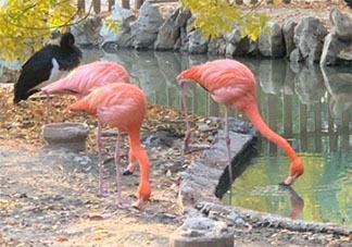 陪孩子去動(dòng)物園玩發(fā)朋友圈說說 陪孩子逛動(dòng)物園的感受說說