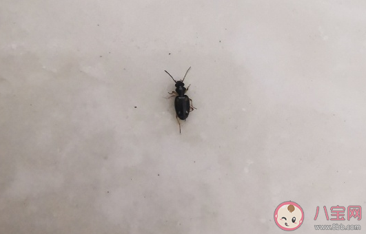 關于看到蟑螂的心情說說 關于蟑螂的搞笑幽默句子 關于看到蟑螂的心情說說 關于蟑螂的搞笑幽默句子