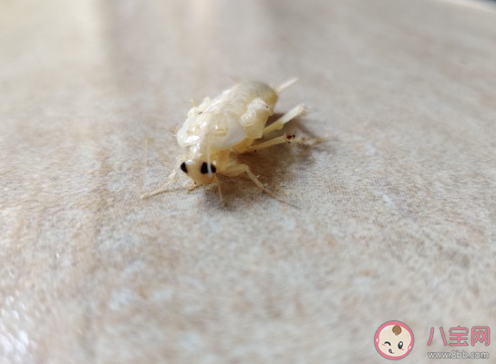 關于看到蟑螂的心情說說 關于蟑螂的搞笑幽默句子 關于看到蟑螂的心情說說 關于蟑螂的搞笑幽默句子