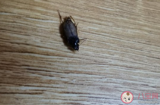 關于看到蟑螂的心情說說 關于蟑螂的搞笑幽默句子 關于看到蟑螂的心情說說 關于蟑螂的搞笑幽默句子