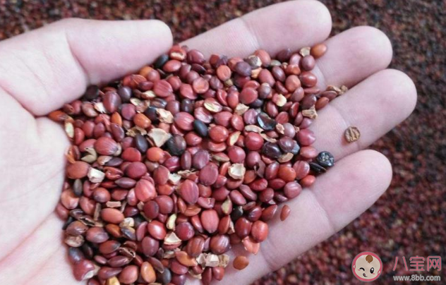 酸棗仁泡水喝能治失眠嗎 酸棗仁喝多久有效果