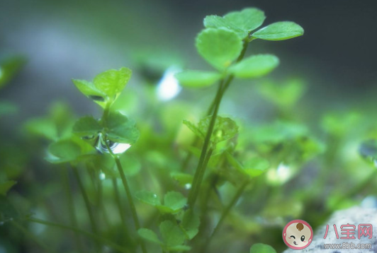 8月份為什么被稱為鬼節 農歷七月整個月份都是鬼節嗎 8月份為什么被稱為鬼節 農歷七月整個月份都是鬼節嗎