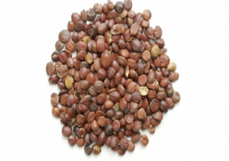 ?酸棗仁搭配什么治療失眠效果好 酸棗仁有什么功效作用