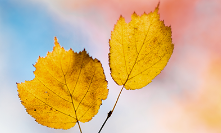 2020立秋節氣手抄報大全 立秋手抄報的相關內容